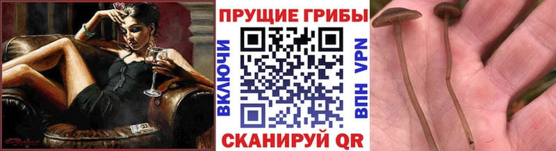 купить  цена  Оренбург  мориарти Telegram  Галлюциногенные грибы GOLDEN TEACHER 