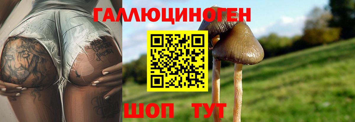 Псилоцибиновые грибы Psilocybe Оренбург